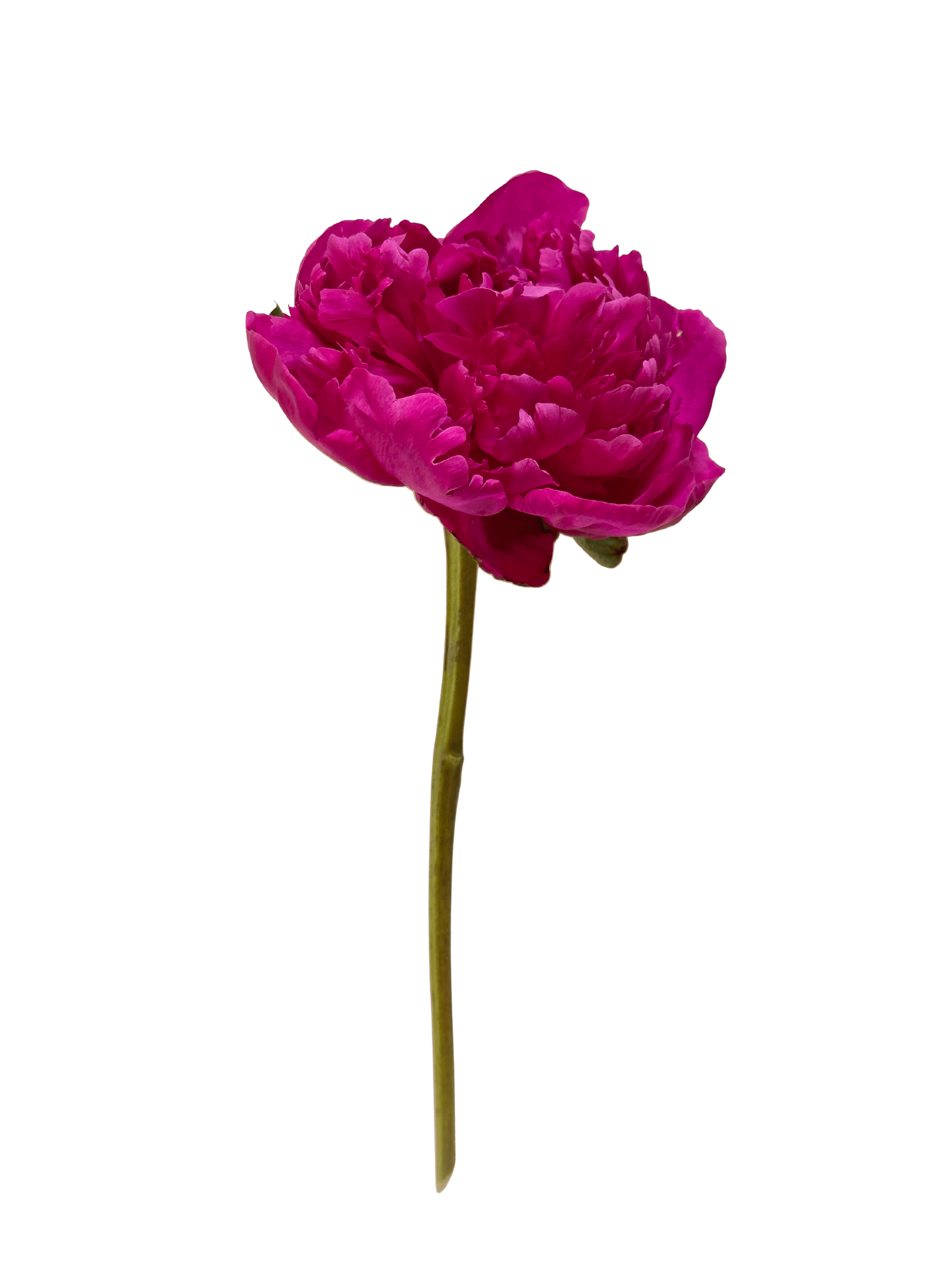 The Prunus plant from Continental Floral Greens